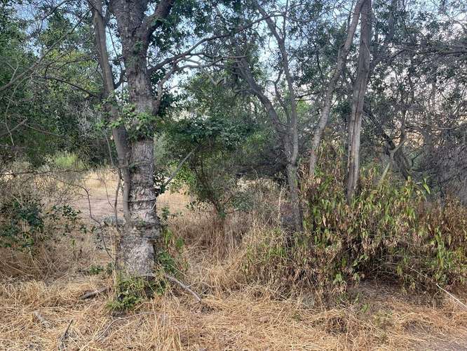 En renta de terreno con bosque nativo de 6,5 há, en Olmué.  1 M$