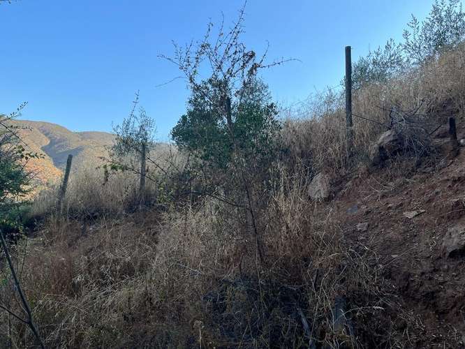 En renta de terreno con bosque nativo de 6,5 há, en Olmué.  1 M$