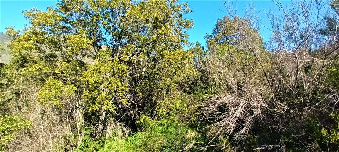 En renta de terreno con bosque nativo de 6,5 há, en Olmué.  1 M$