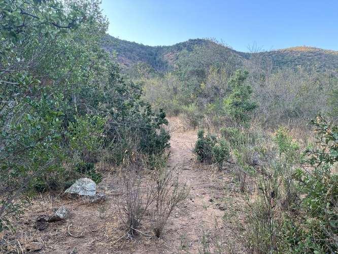 En renta de terreno con bosque nativo de 6,5 há, en Olmué.  1 M$