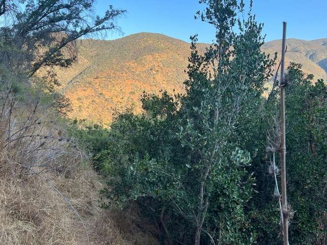 En renta de terreno con bosque nativo de 6,5 há, en Olmué.  1 M$