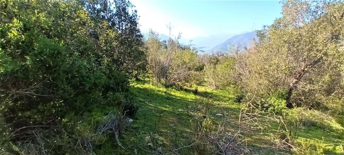 En renta de terreno con bosque nativo de 6,5 há, en Olmué.  1 M$