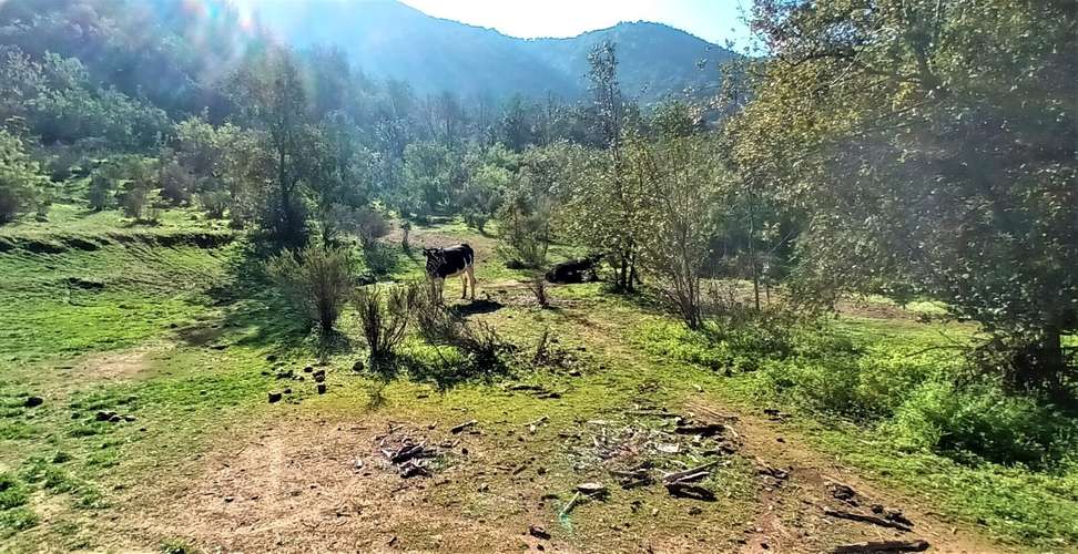 En renta de terreno con bosque nativo de 6,5 há, en Olmué.  1 M$
