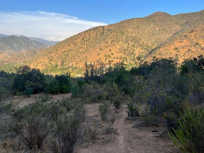 En renta de terreno con bosque nativo de 6,5 há, en Olmué.  1 M$