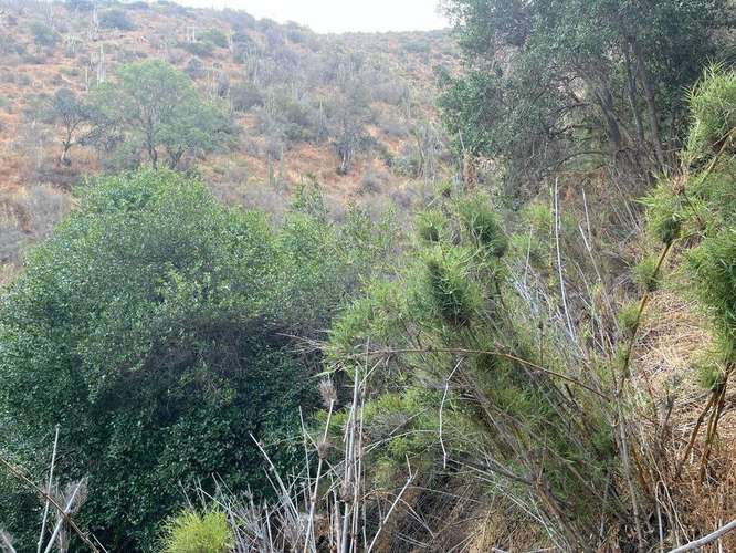 En renta de terreno con bosque nativo de 6,5 há, en Olmué.  1 M$