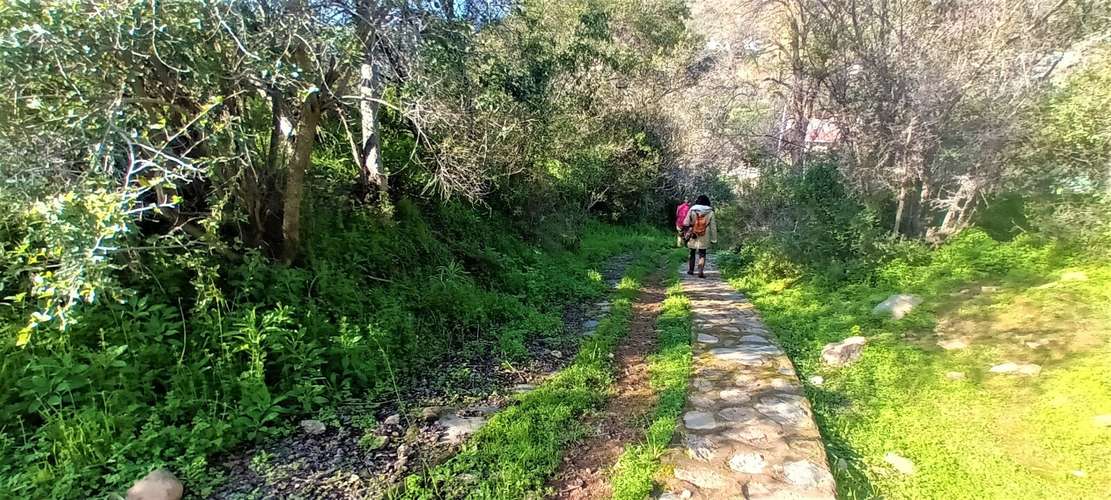 En renta de terreno con bosque nativo de 6,5 há, en Olmué.  1 M$