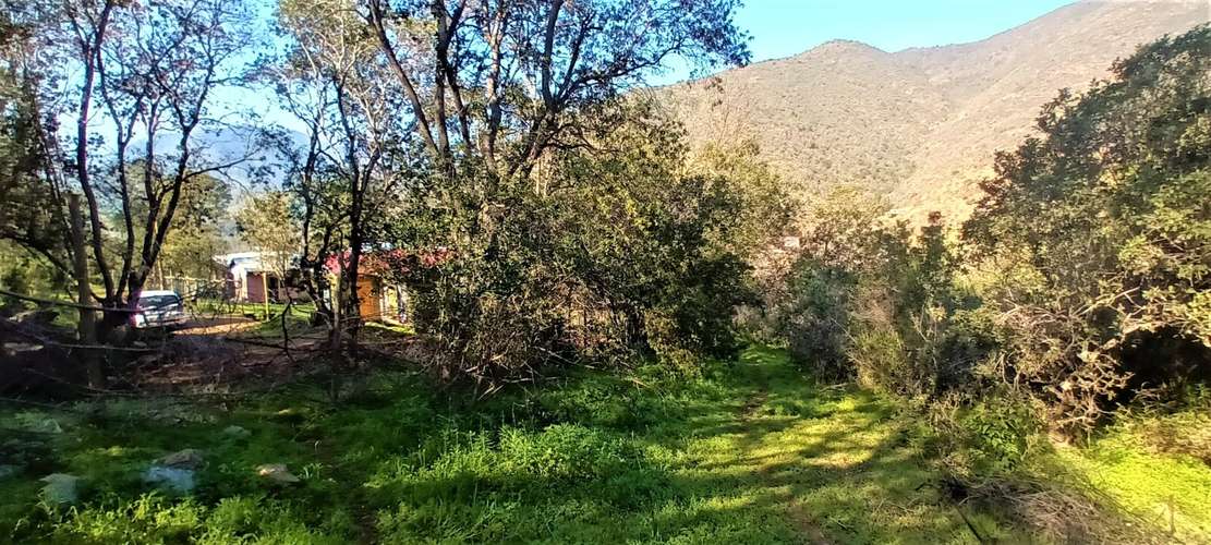 En renta de terreno con bosque nativo de 6,5 há, en Olmué.  1 M$