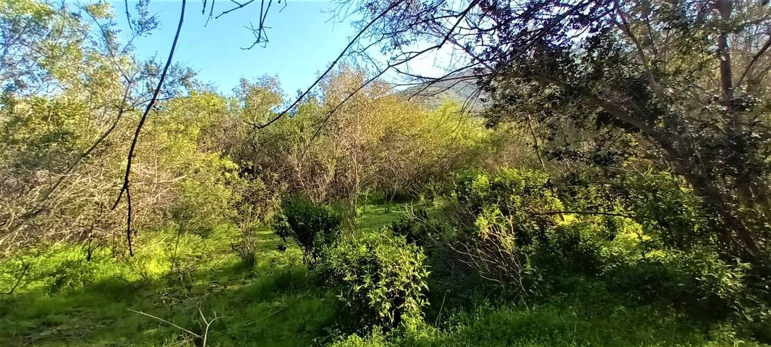 En renta de terreno con bosque nativo de 6,5 há, en Olmué.  1 M$