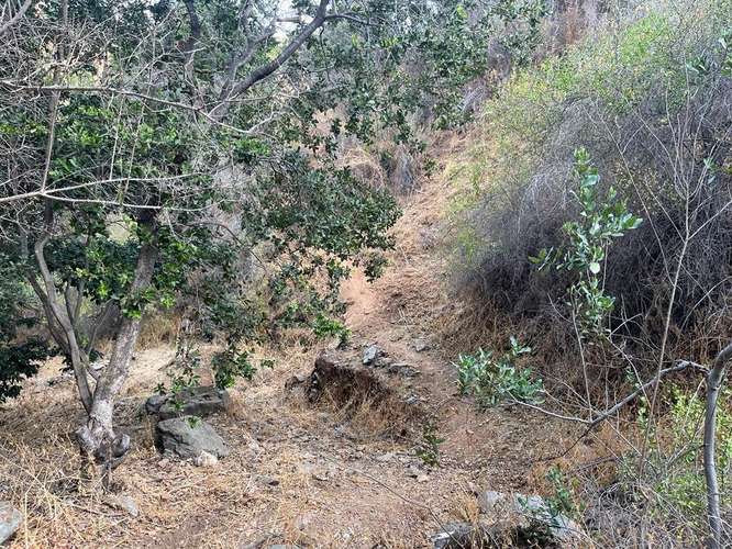 En renta de terreno con bosque nativo de 6,5 há, en Olmué.  1 M$