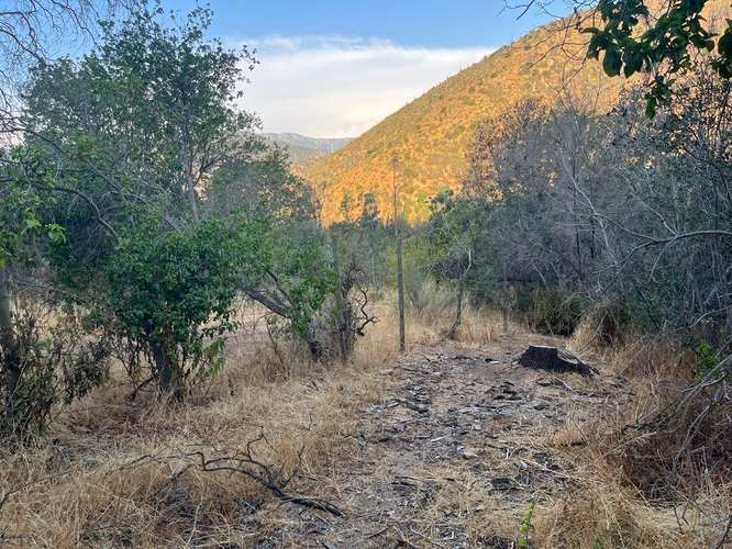 En renta de terreno con bosque nativo de 6,5 há, en Olmué.  1 M$