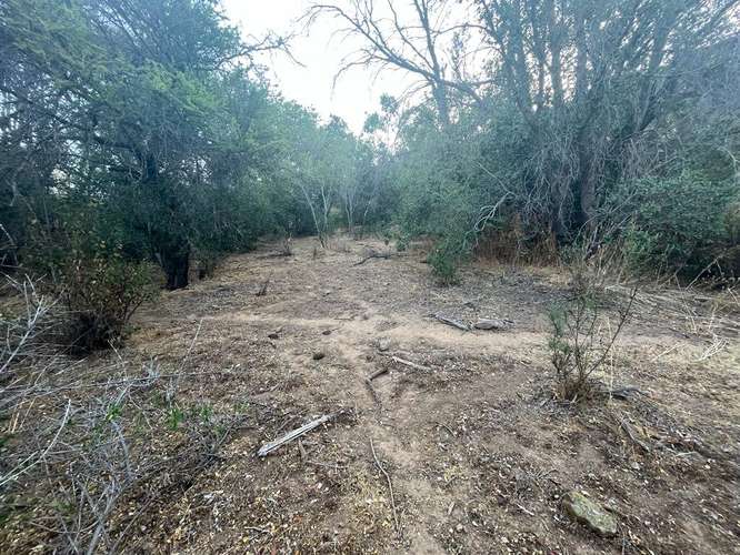 En renta de terreno con bosque nativo de 6,5 há, en Olmué.  1 M$
