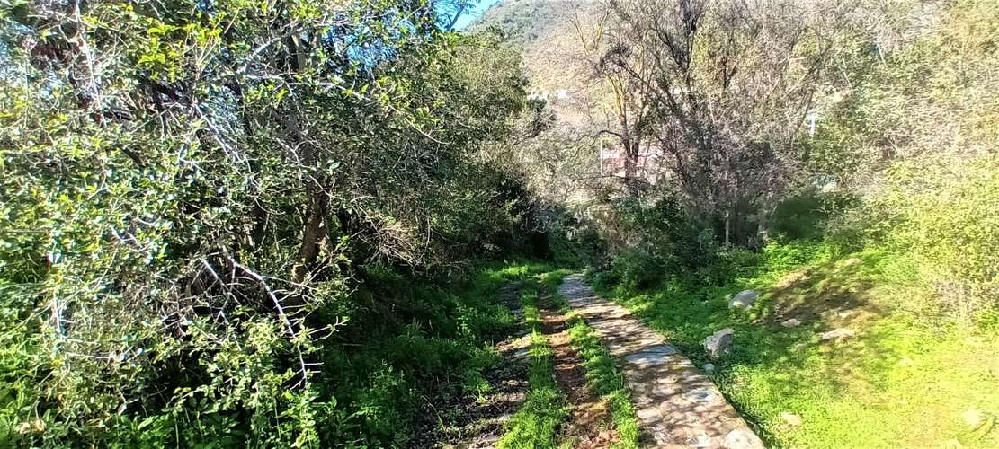 En renta de terreno con bosque nativo de 6,5 há, en Olmué.  1 M$