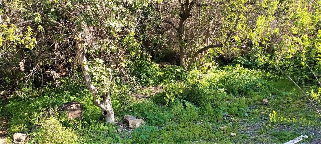En renta de terreno con bosque nativo de 6,5 há, en Olmué.  1 M$