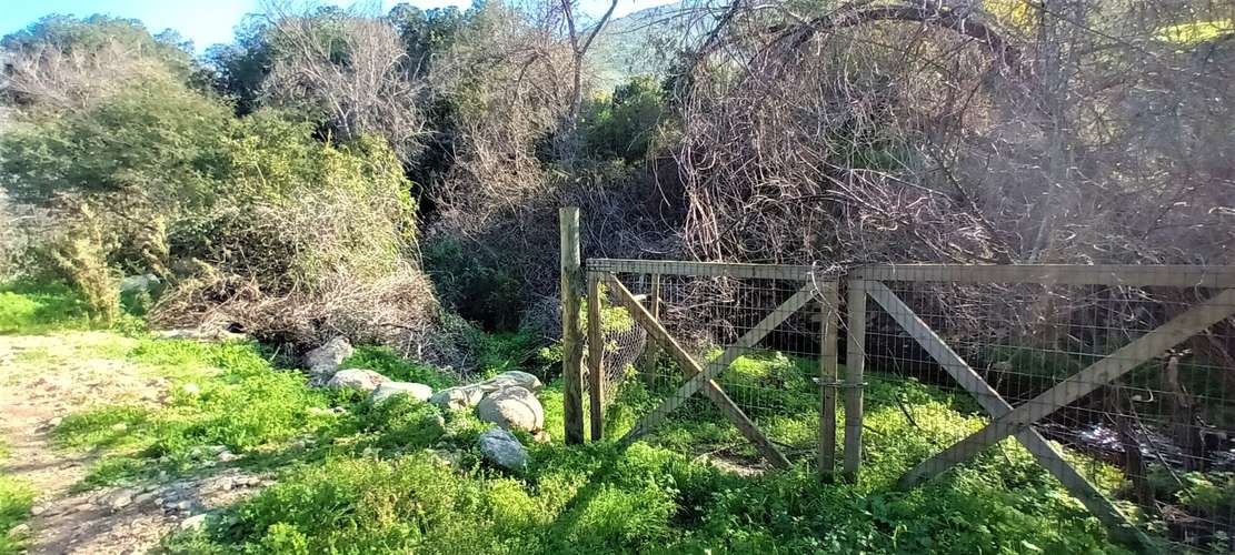 En renta de terreno con bosque nativo de 6,5 há, en Olmué.  1 M$