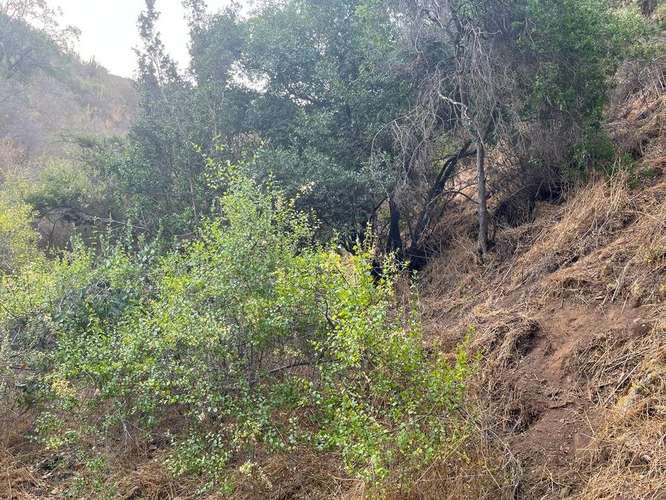 En renta de terreno con bosque nativo de 6,5 há, en Olmué.  1 M$