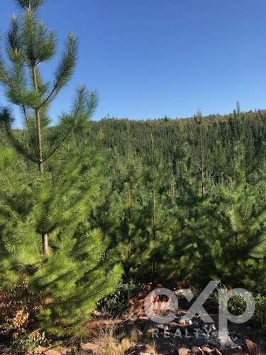 Sitio en venta en Constitución - Imagen 10