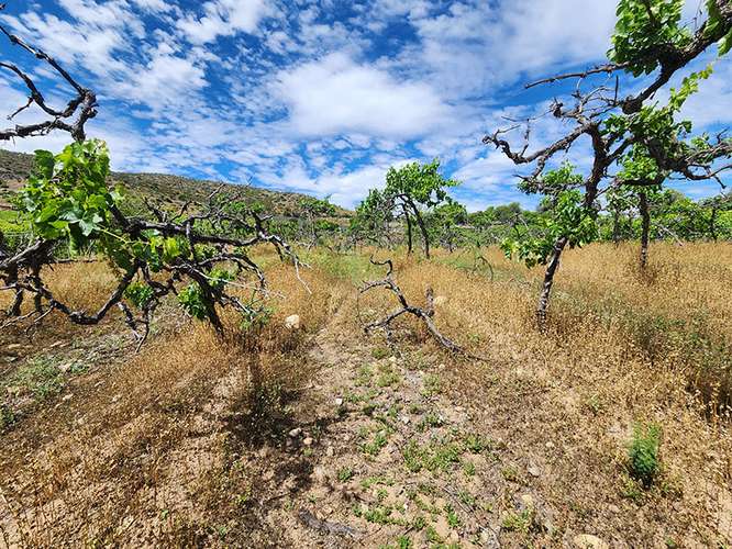 Venta de terreno agrícola de 10.000 m² en Combarbalá.