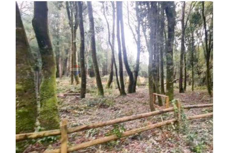 Oportunidad parcela villarrica - Imagen 3