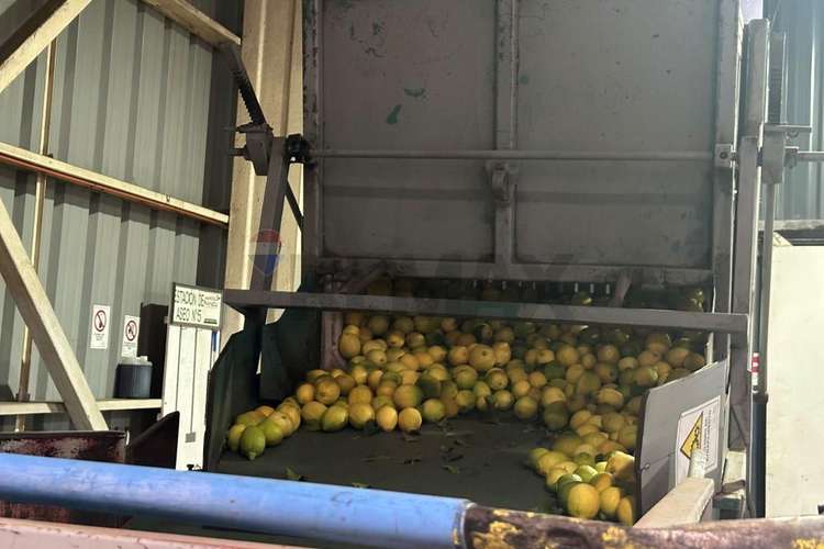 Arriendo propiedad agroindustrial curacaví