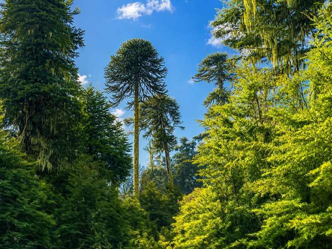 PARADISIACO CAMPO DE 109,5 HECTAREAS LOTEADO