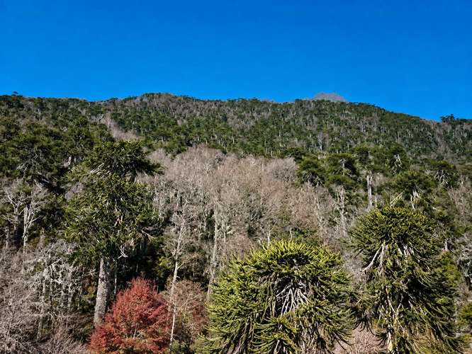 MAJESTUOSO CAMPO DE 209,5 HECTAREAS EN MELIPEUCO OPORTUNIDAD UNICA
