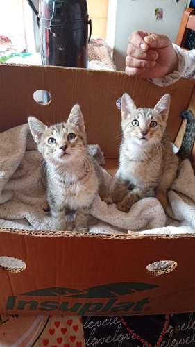 Urgente se busca hogar a gatitas 3 meses