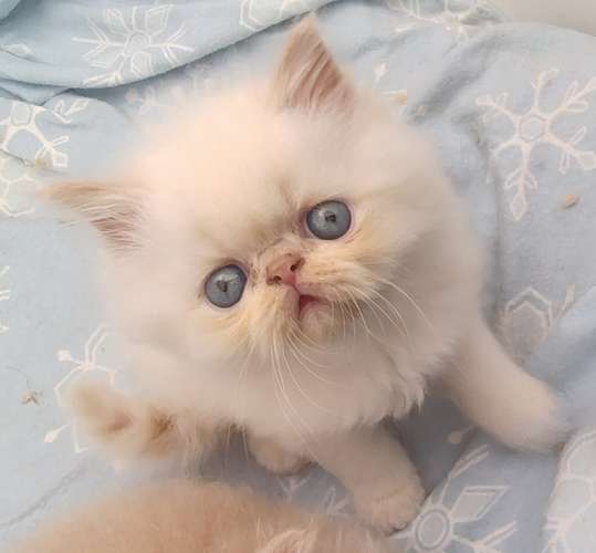 HERMOSO GATITO RAZA PERSA 