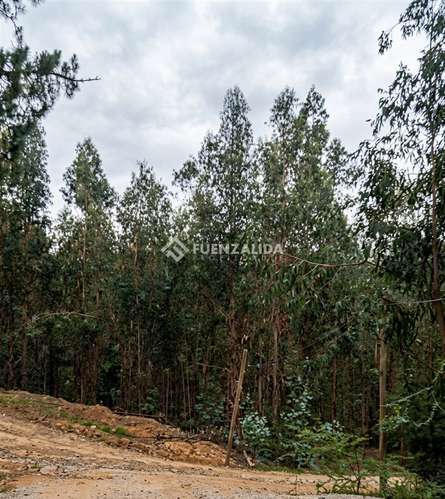 Sitio en venta en Camino Reto, Peralillo - Imagen 2