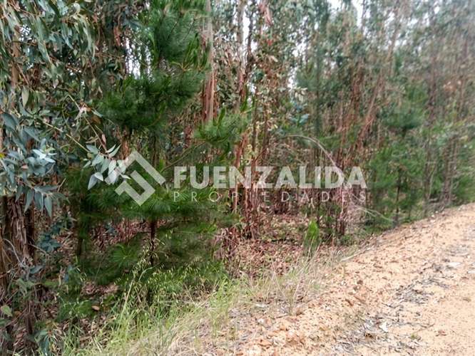 Sitio en venta en Camino Reto, Peralillo - Imagen 6