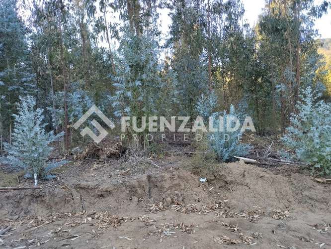 Sitio en venta en Camino Reto, Peralillo - Imagen 7