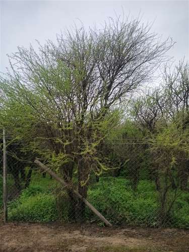 Parcela en venta en Paine - Imagen 14