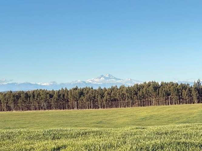 Agrícola en venta en Los Angeles - 39,4 Hectáreas