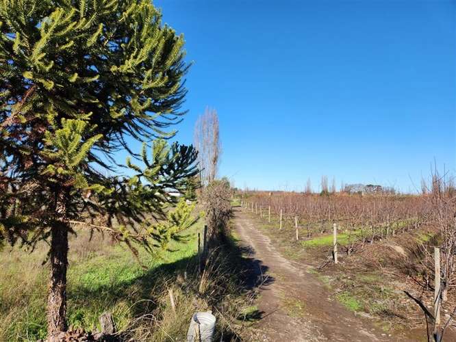 Agrícola en venta en Villa Alegre - Imagen 8