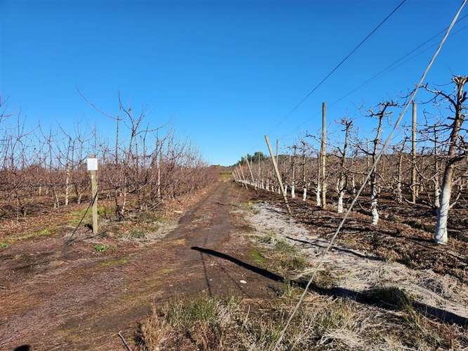 Agrícola en venta en Villa Alegre - Imagen 18
