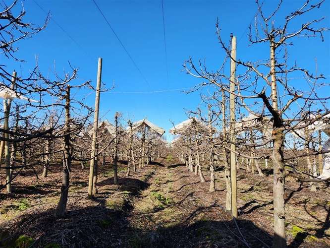 Agrícola en venta en Villa Alegre - Imagen 2