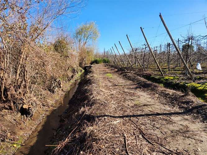 Agrícola en venta en Villa Alegre - Imagen 9
