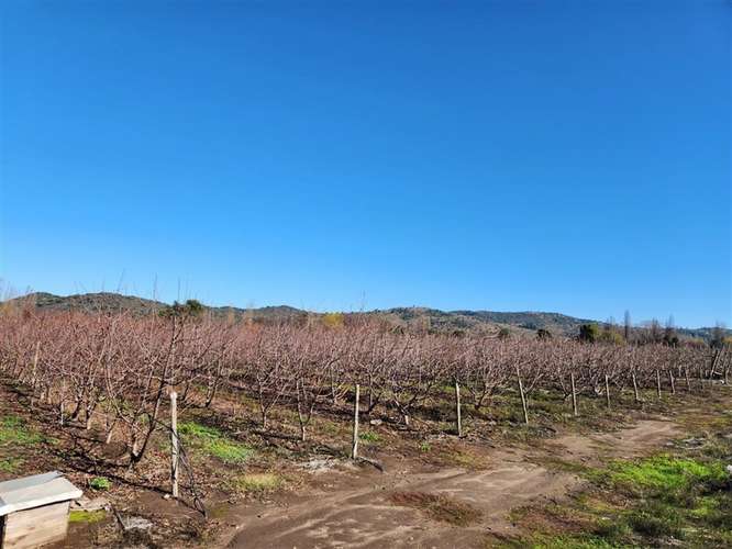 Agrícola en venta en Villa Alegre - Imagen 5