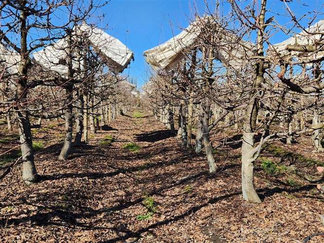 Agrícola en venta en Villa Alegre - Imagen 3