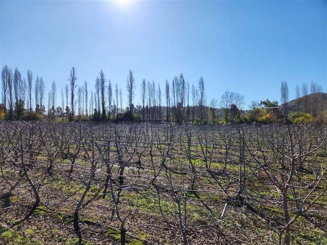 Agrícola en venta en Villa Alegre - Imagen 15