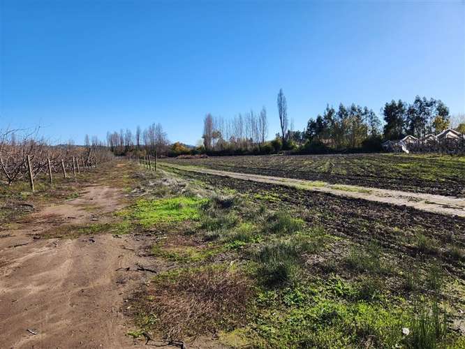Agrícola en venta en Villa Alegre - Imagen 20