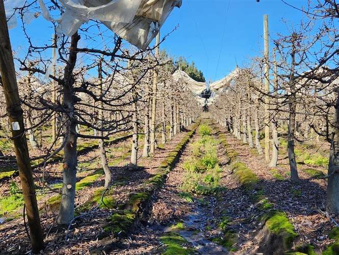 Agrícola en venta en Villa Alegre - Imagen 4