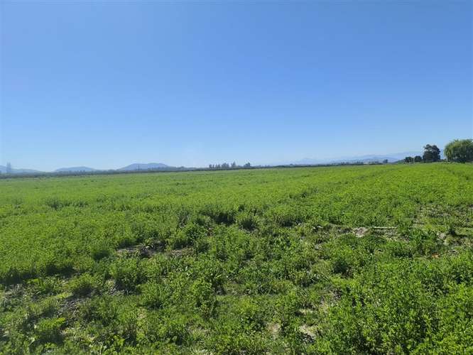 Parcelas planas en Peralillo, con derechos de agua
