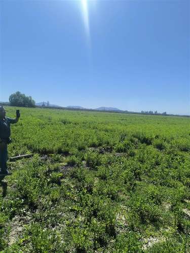 Parcelas planas en Peralillo, con derechos de agua - Imagen 23