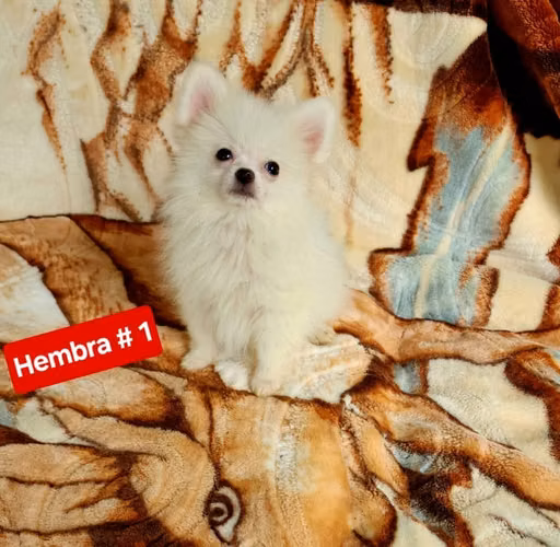 Pomerania
