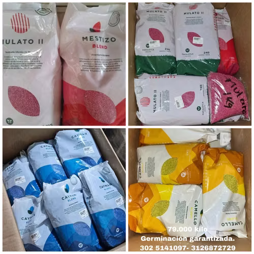 VENTA DE BRACHIARIAS HIBRIDOS BLEND