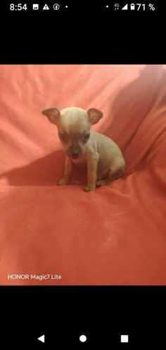 Diminuto Pincher bolsillero