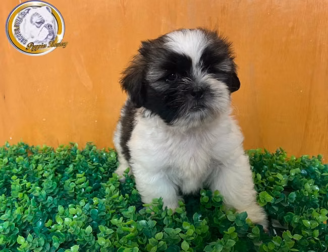 Shihtzu hembras y machos