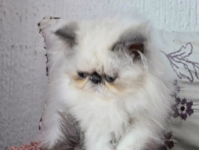Persa macho blanco extremo
