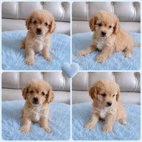 Hermoso cachorrito frespoodle mini Toy macho