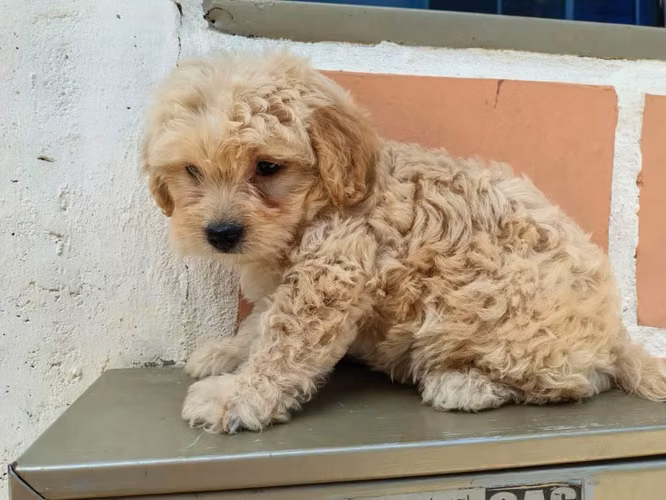 Hermosa frespoodle mini Toy